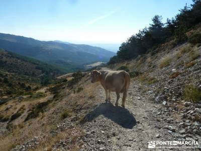 Cordel del Puerto de la Morcuera (Matutina);senderismo de montaña tipos de mochilas para mujer